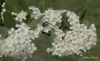 img51