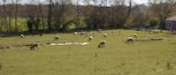 img35