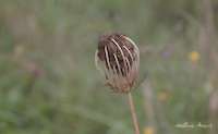 img30