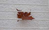 img176