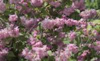 img113